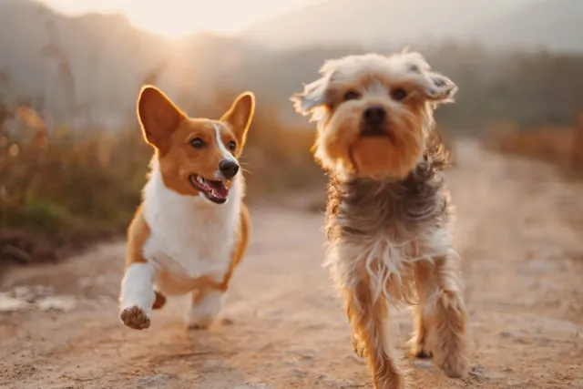 Two dogs running side by side down a dirt path in late afternoon light
